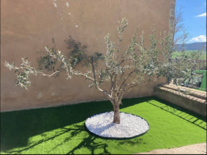 Servicii de peisagistică Brăila, Plante Ornamentale și puieți forestieri Brăila, Amenajari Gradina Braila, Randări 3D Gradina,