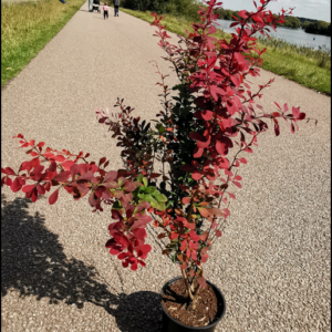Servicii de peisagistică Brăila, Plante Ornamentale și puieți forestieri Brăila, Amenajari Gradina Braila, Randări 3D Gradina,