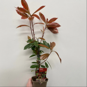 Servicii de peisagistică Brăila, Plante Ornamentale și puieți forestieri Brăila, Amenajari Gradina Braila, Randări 3D Gradina,