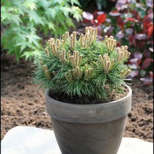 Servicii de peisagistică Brăila, Plante Ornamentale și puieți forestieri Brăila, Amenajari Gradina Braila, Randări 3D Gradina,