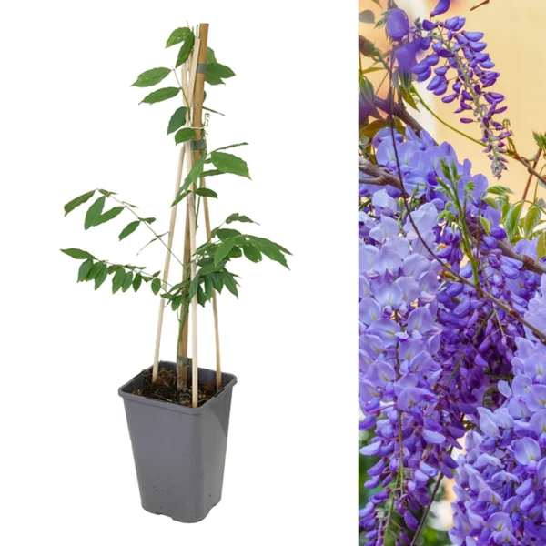 Wisteria sinensis (Glicina Chinezească) – Eleganța florilor căzătoare - imagine 2