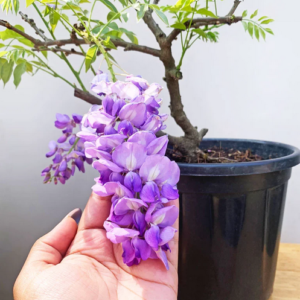Servicii de peisagistică Brăila, Plante Ornamentale și puieți forestieri Brăila, Amenajari Gradina Braila, Randări 3D Gradina,